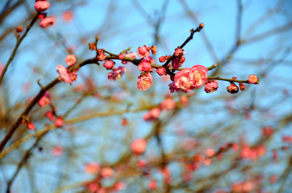 Plum Blossom The Scenery