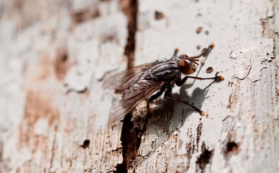 Housefly on wood