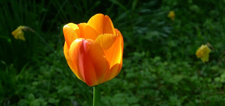 Yellow Orange Tulip Springtime