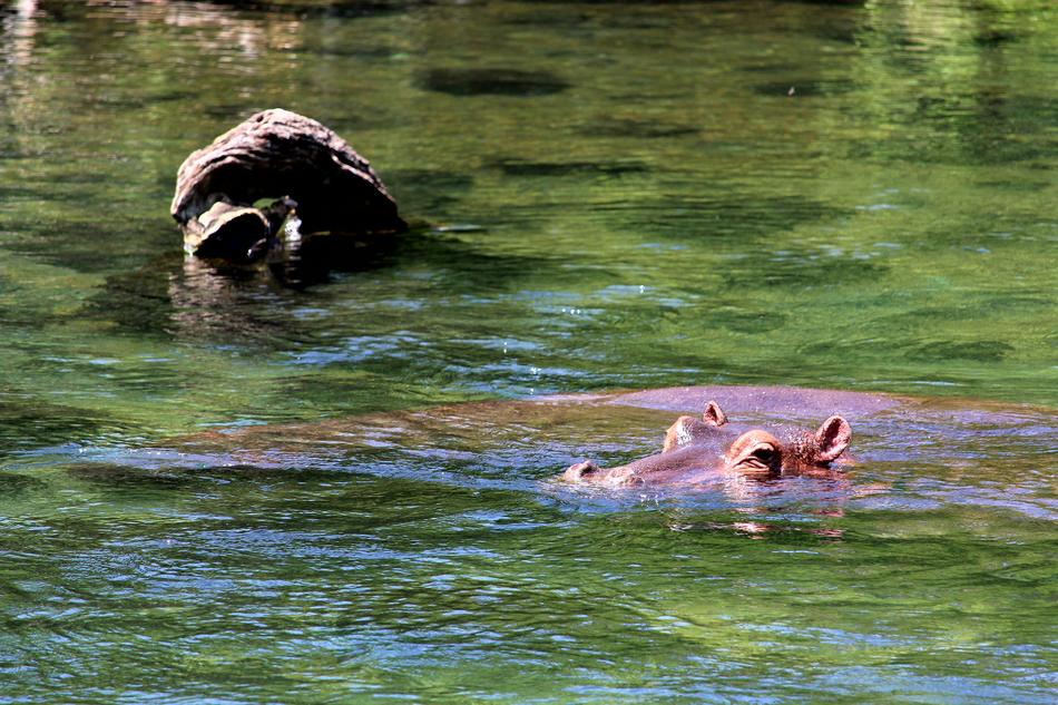 pink hippo in the water