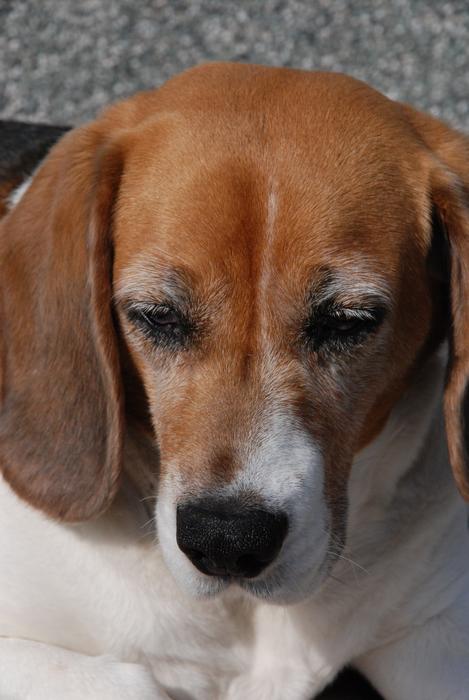 Dog Bigel face