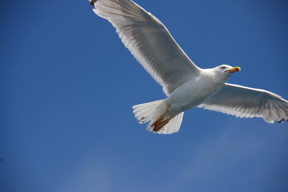 Seagull Bird Coast
