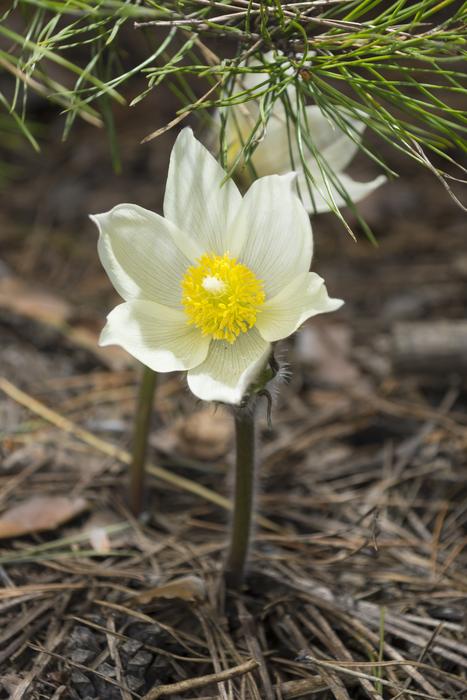 Flowers Siberian Snowdrop Living nature