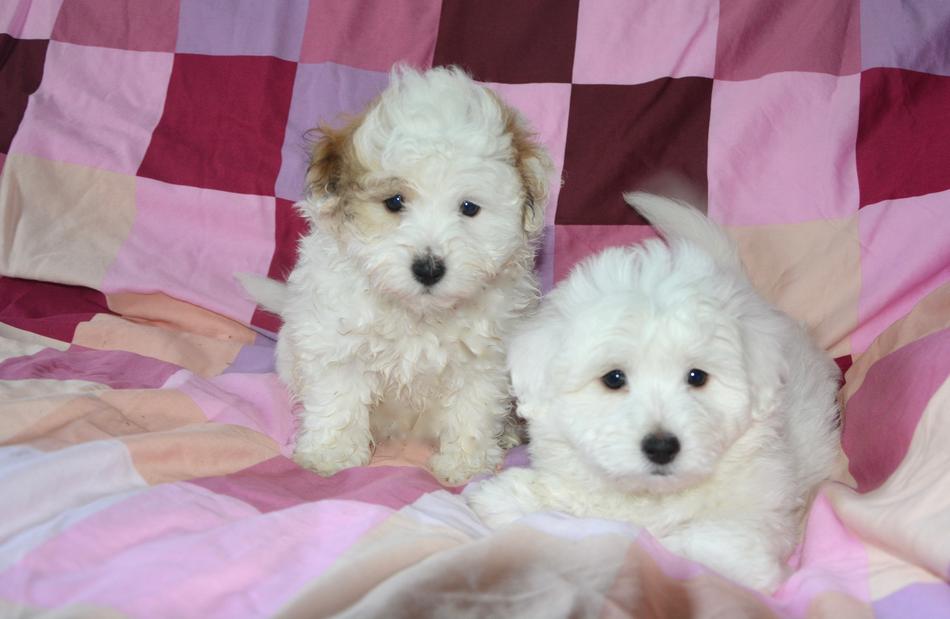 Puppies Dog Animals at house