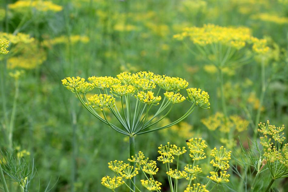 Dill Umbrella Flowers