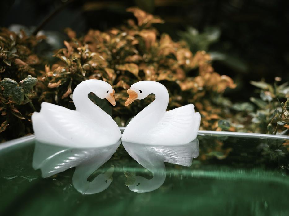 Stilllife Macros Swan