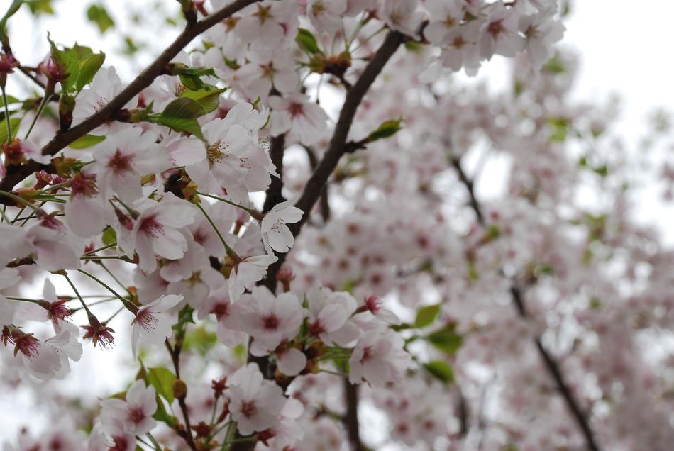 Flowers Spring