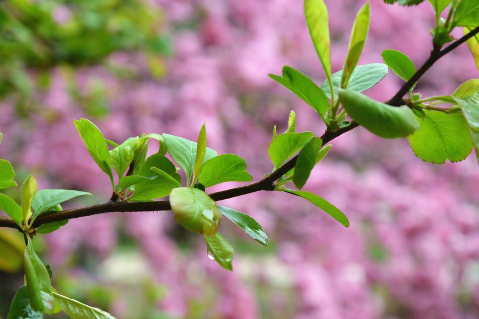 Spring Grand Green