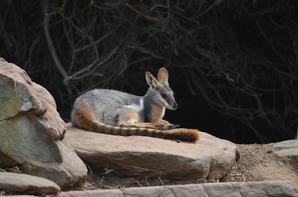 marsupial animal on a rock in a zoo