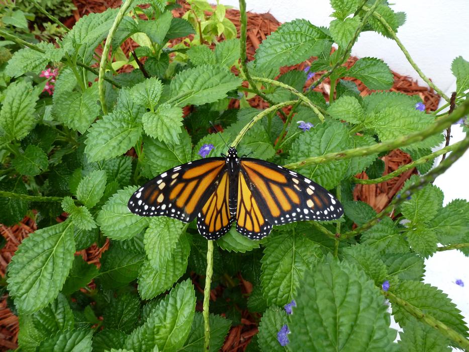 Butterfly Monarch