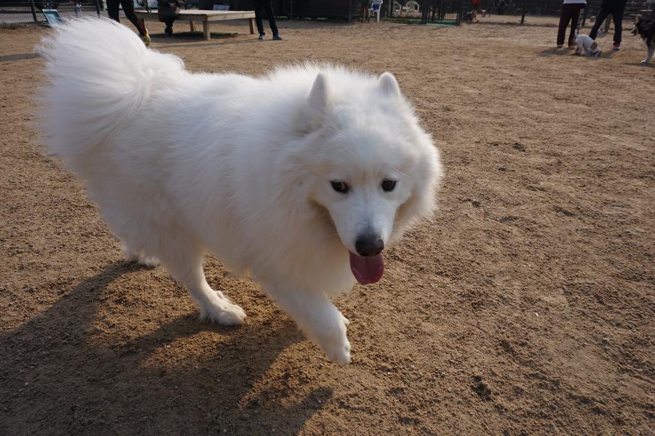 Samoyed Walk With White
