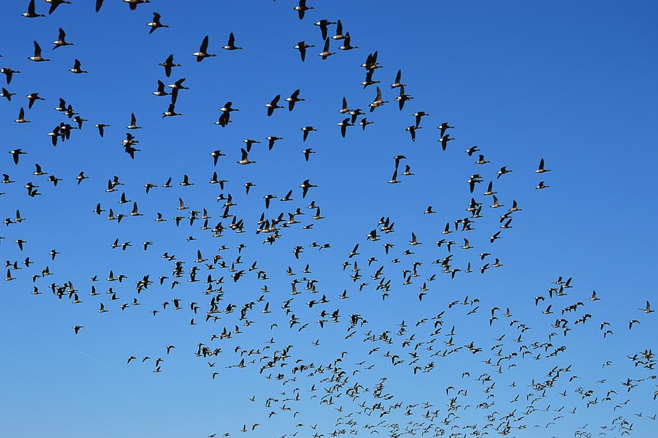 Wild Geese Flight Swarm