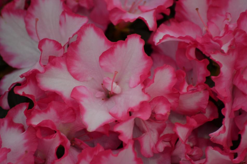 Azalea Spring Pink