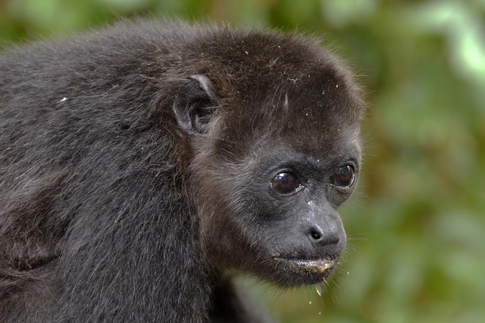 howler monkey on blurred green background in nature
