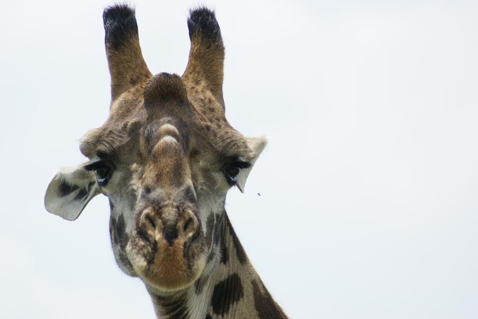 sad giraffe face