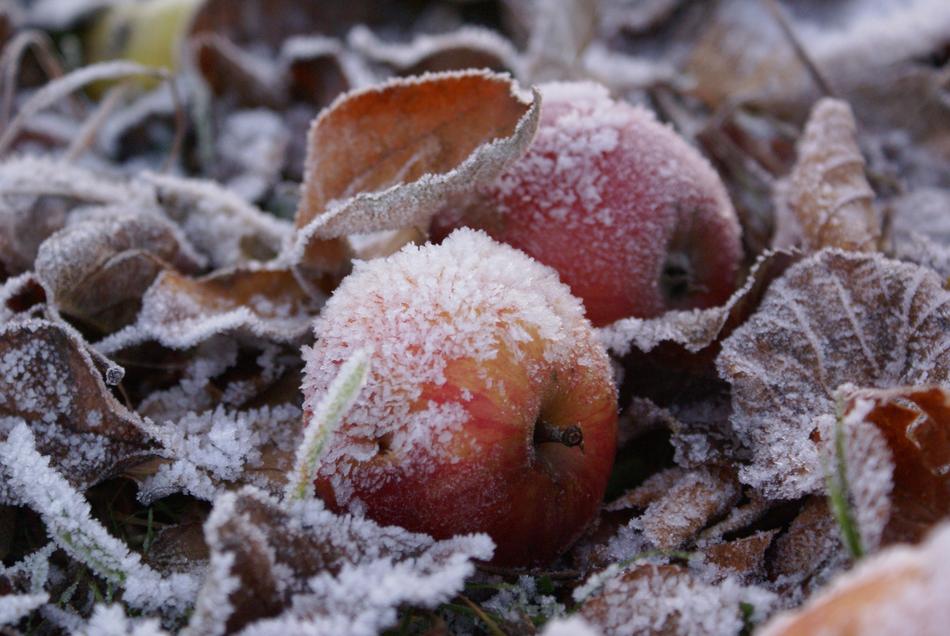 fallen apples in the snow