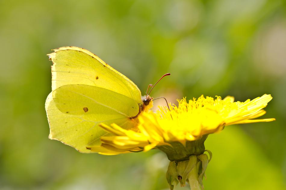 Butterfly Drexel Yellow