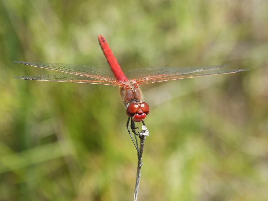 Dragonfly Erythraea Crocothemis
