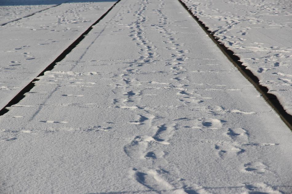 Tram Tracks Track Rotterdam