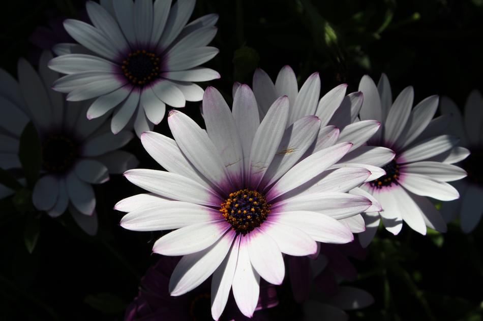 beautiful flowers with a purple center