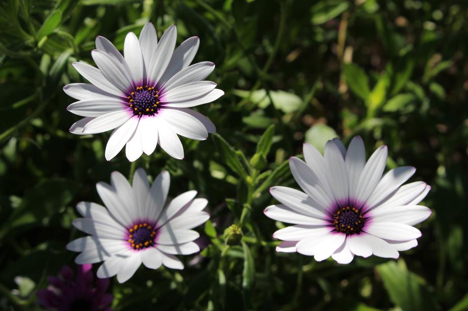 White Cape Daisy Flowers