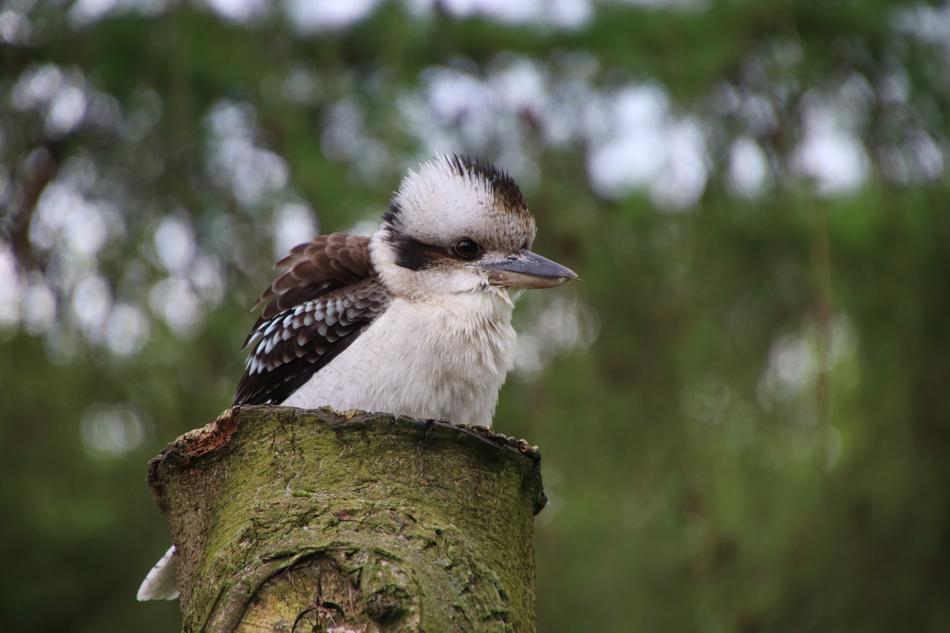 wild Kookaburra Kingfisher Bird