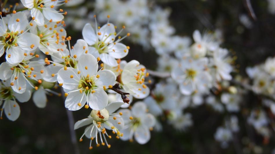 Prunus Spinosa Blackthorn Spring