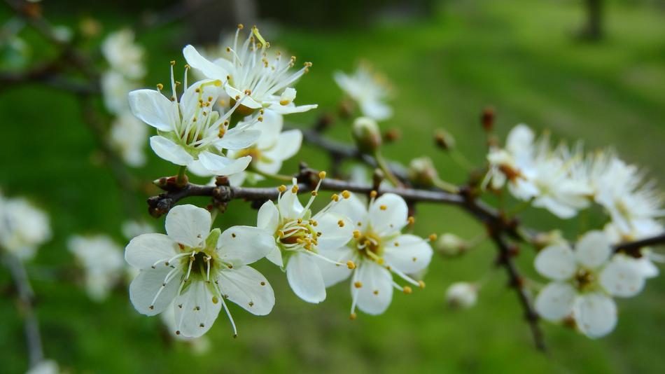 Prunus Spinosa Blackthorn Spring