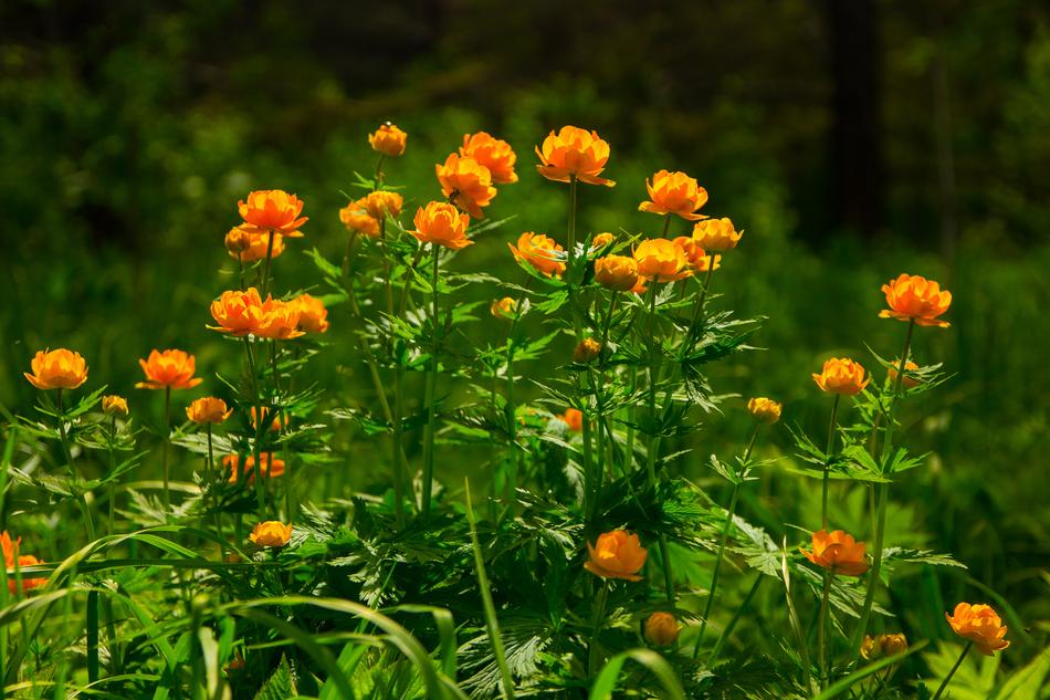 Flowers Spring Morning