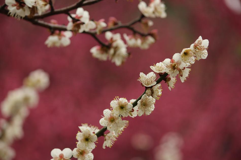 Spring Plum Blossom Jiang