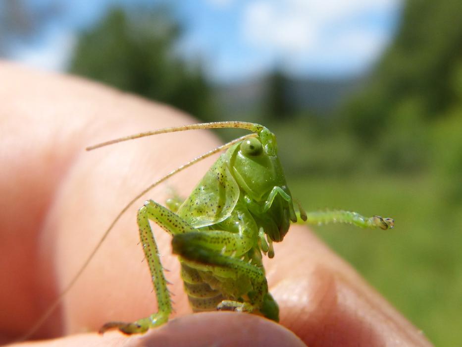 Cricket Green Dotted