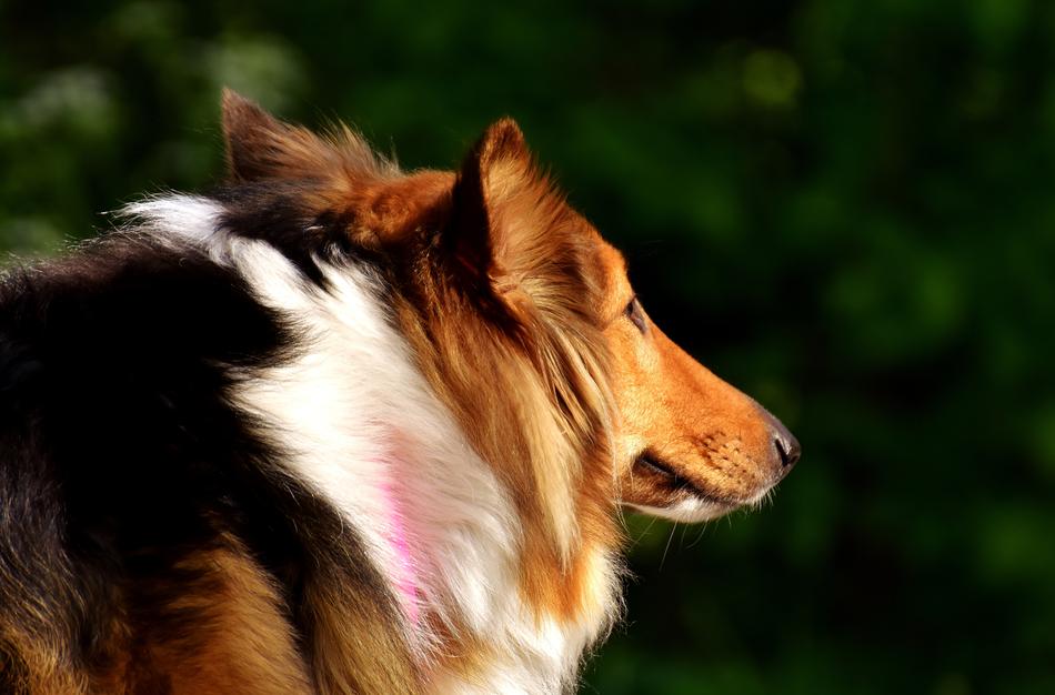 red and white Collie Dog