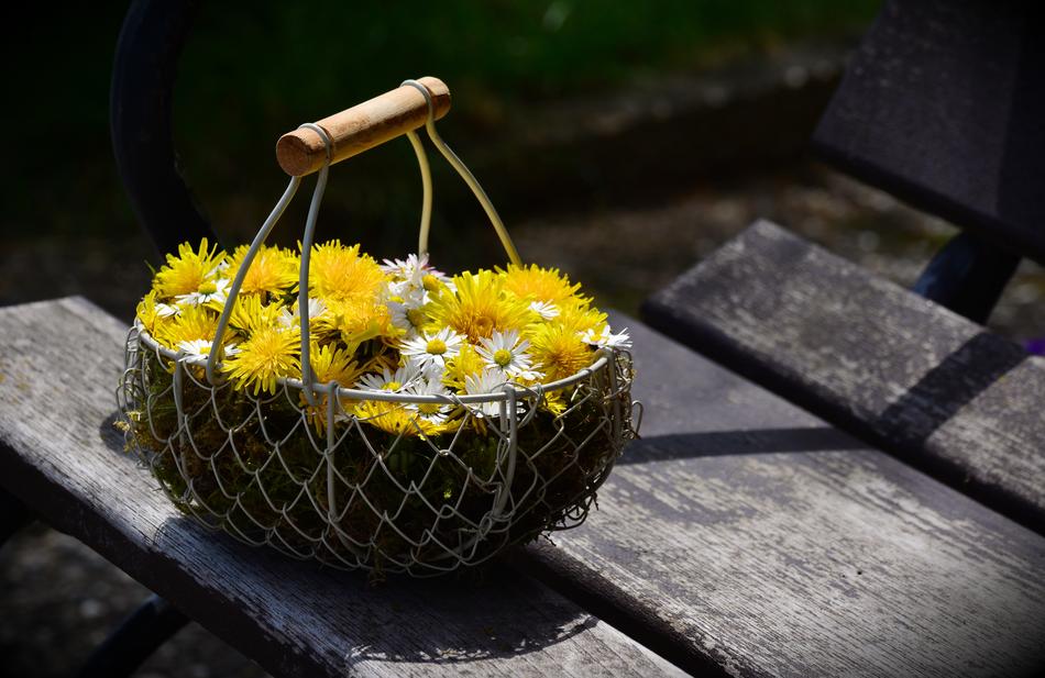 Dandelion Daisy Flowers Flower
