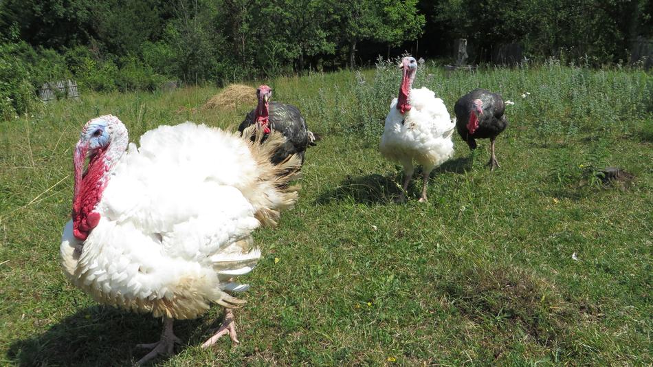 cute turkeys in the field