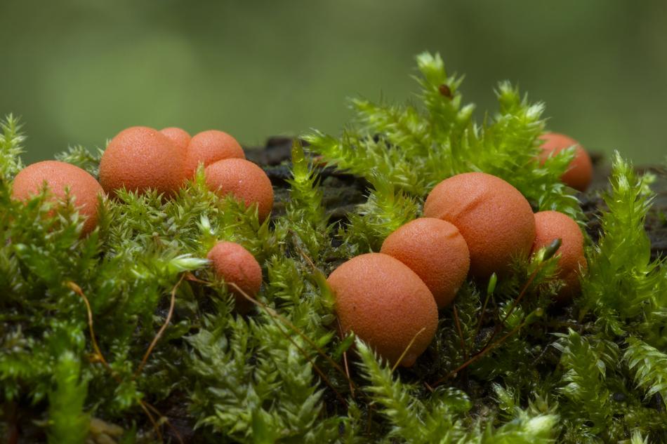 Blood Milk Mushroom Slime Mold