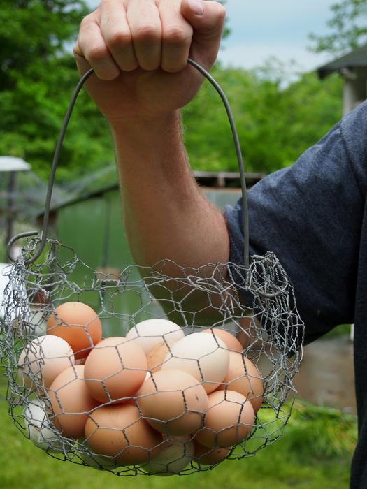Eggs Farm Organic