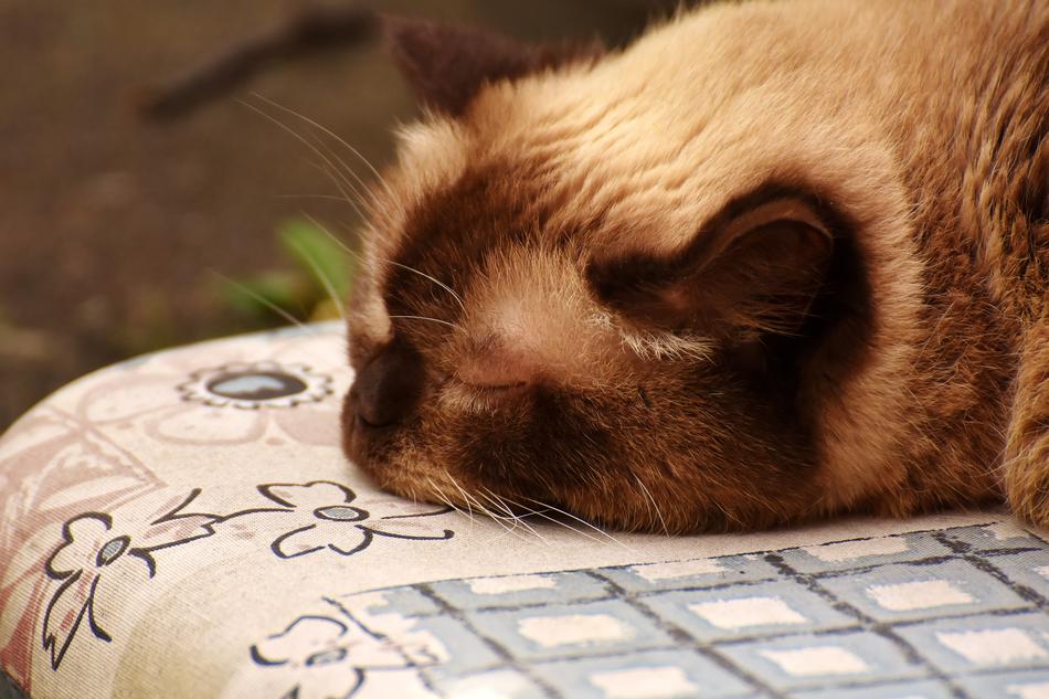 British Shorthair Sleep Cute