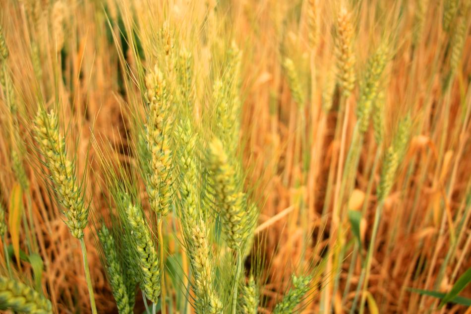 Barley Beer Rice