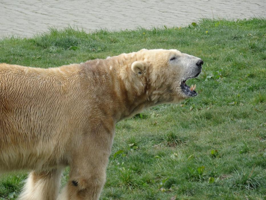 formidable polar bear in the zoo