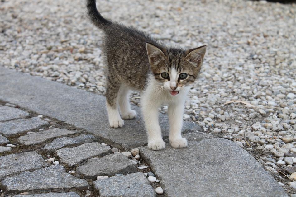 little street kitten