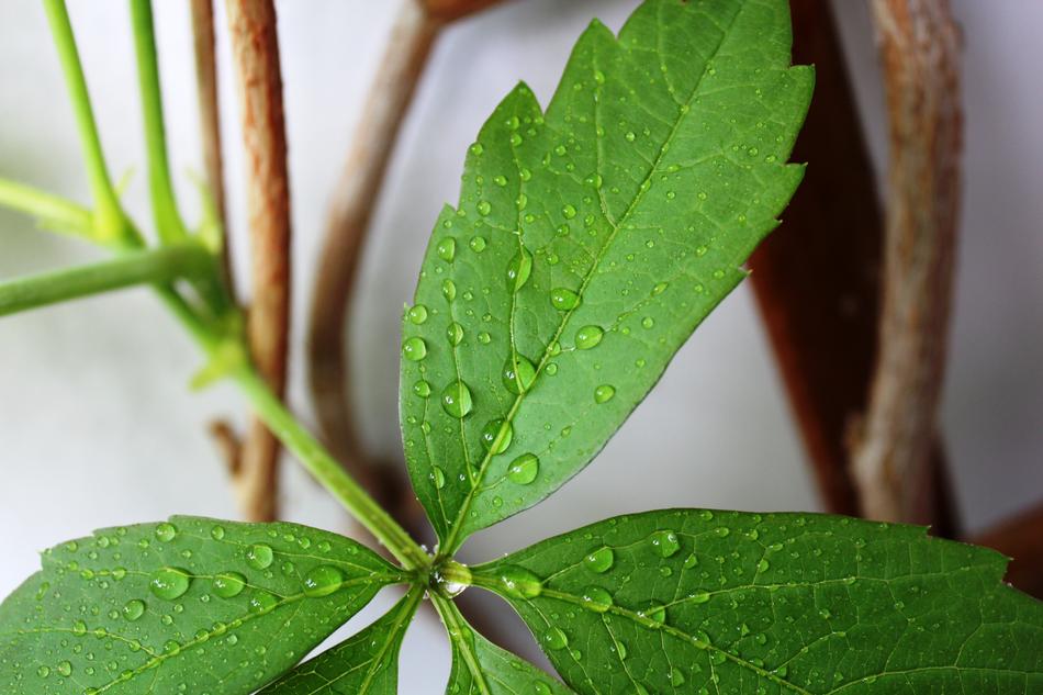 Leaf Drip Drop Of Water Green