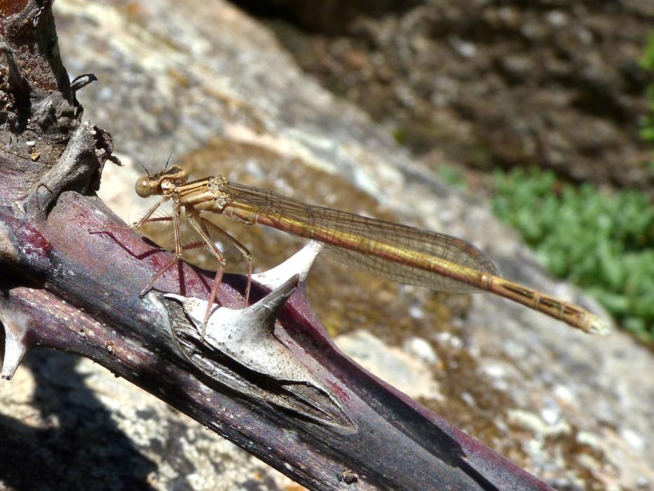 Dragonfly Winged Insect Branch