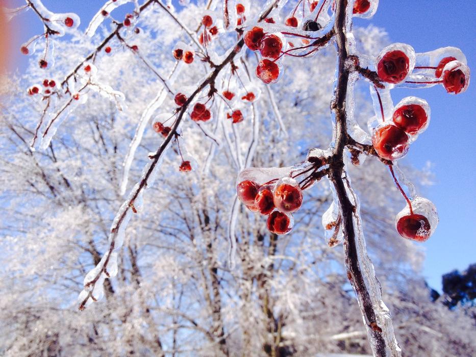 Ice Trees