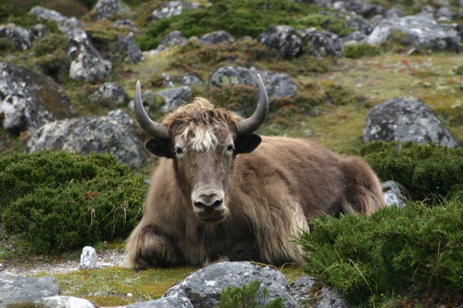 Yak Nepal