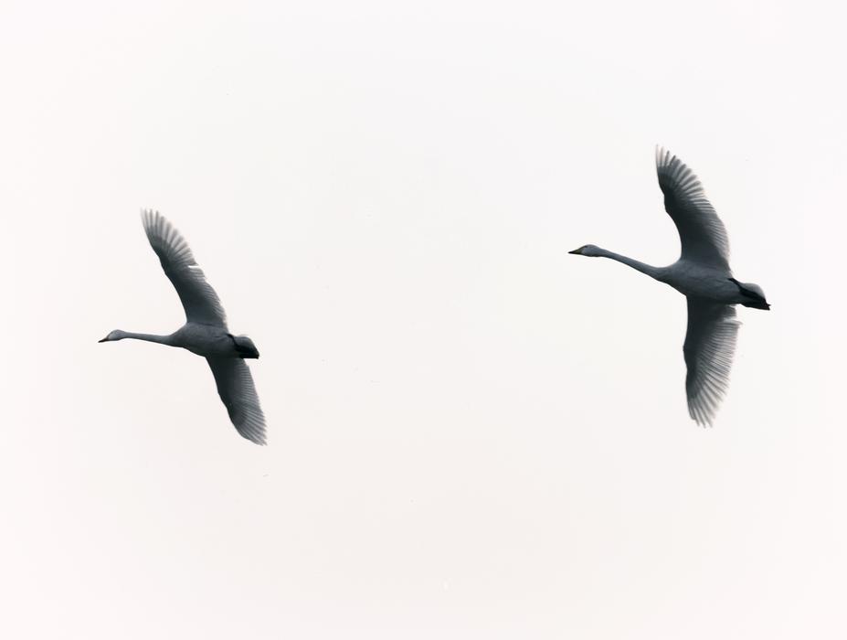 Sanmenxia City Swan