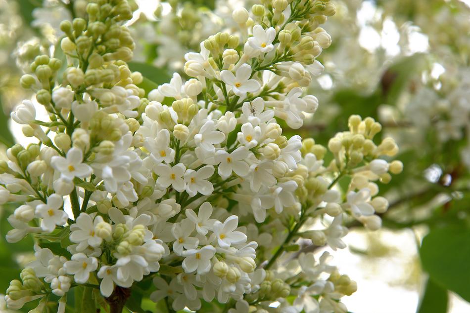 Spring white flowers on bushes