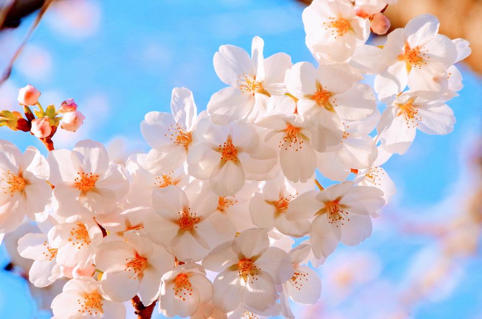 Cherry Blossoms Spring Japan Blue