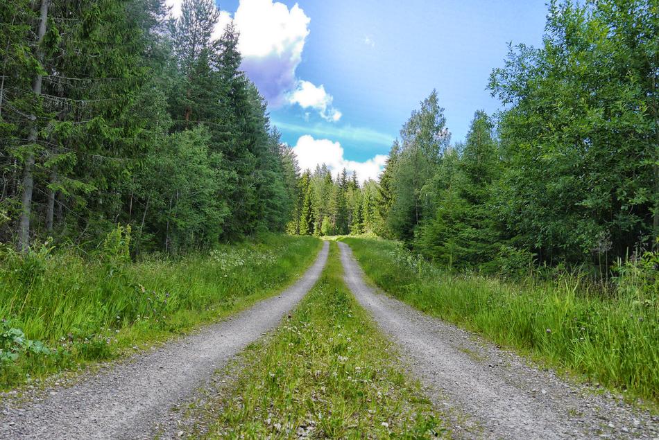 forest road for passage