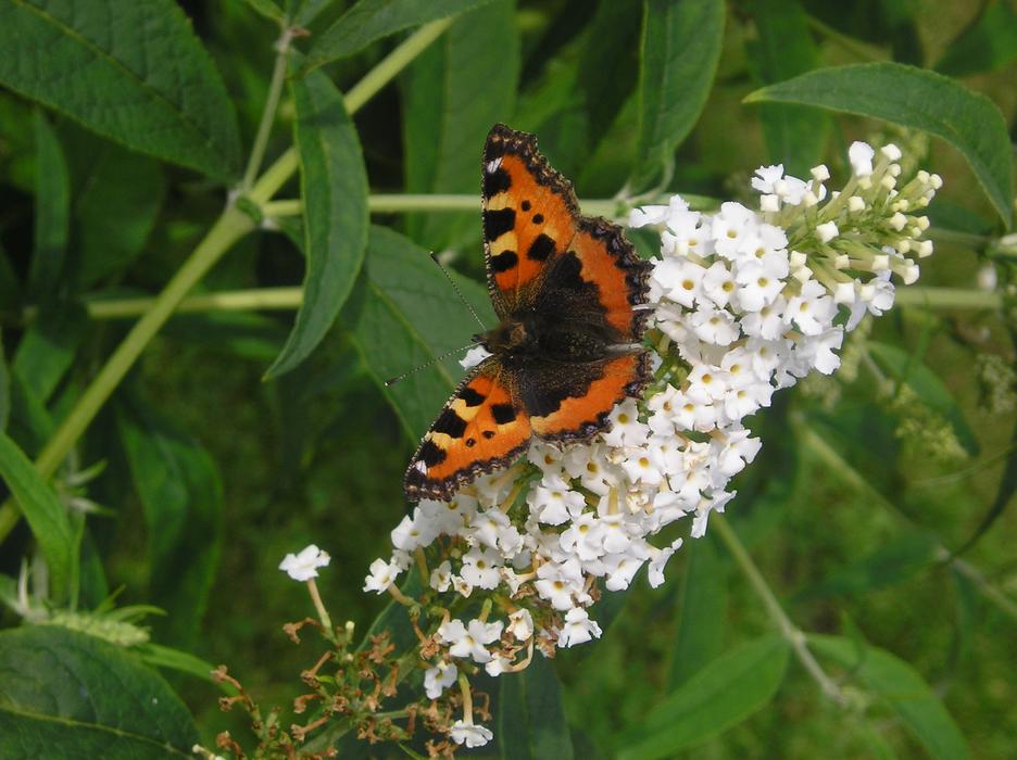 large butterfly on flowers in the garden