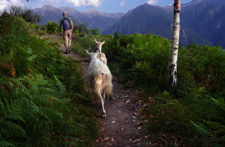 Goats Mountain Path Way Home
